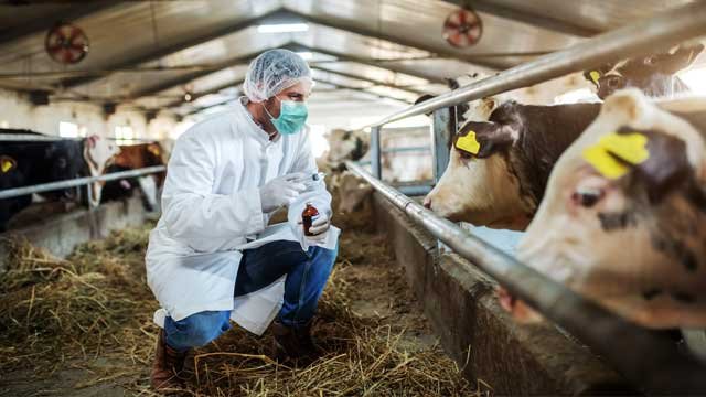 Clínica Médica E Reprodução De Bovinos