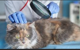 Dermatologia Veterinária