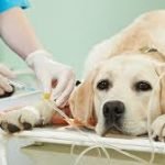 Estudos Em Hematologia E Bioquímica Veterinária