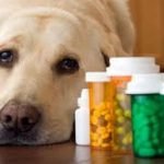 Farmacologia e Terapêutica Veterinária