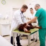 SAÚDE PÚBLICA APLICADA A MEDICINA VETERINÁRIA